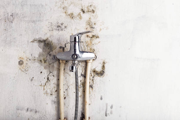 Best Mold Removal Near Me  in Godfrey, IL