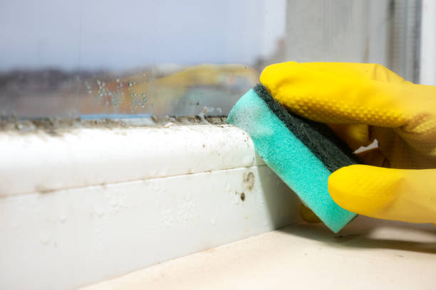 Best Mold Inspection  in Godfrey, IL