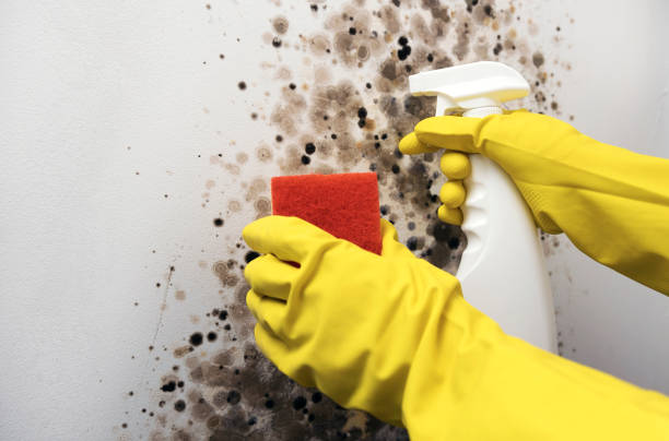Best Toxic Mold Removal  in Godfrey, IL