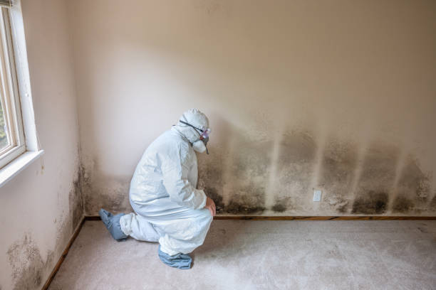 Best Fast Mold Removal  in Godfrey, IL