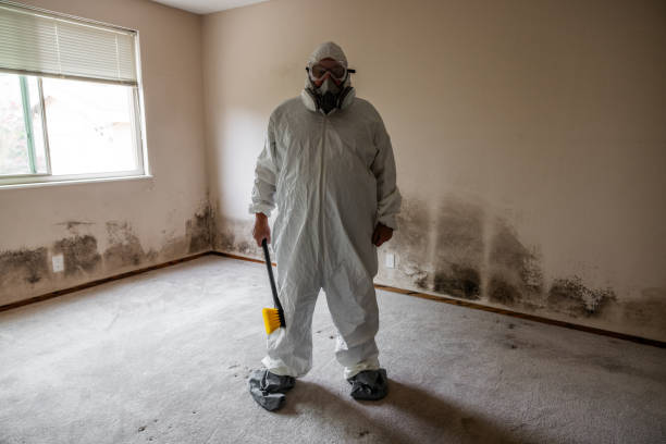 Best Black Mold Removal  in Godfrey, IL