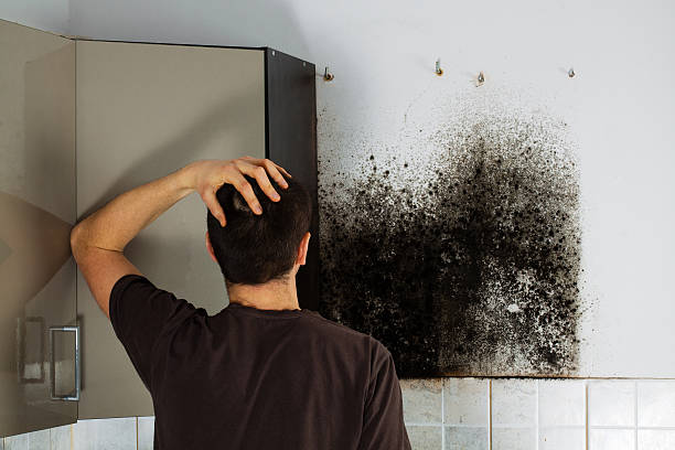 Reliable Godfrey, IL Mold Removal Solutions