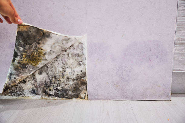 Best Emergency Mold Removal  in Godfrey, IL